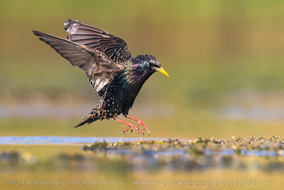 Common Starling (Sturnus vulgaris)