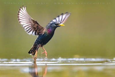 Common Starling (Sturnus vulgaris)
