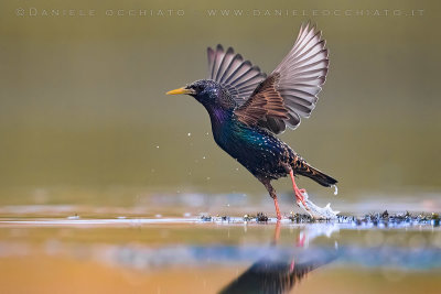 Common Starling (Sturnus vulgaris)