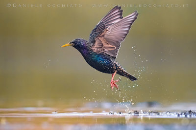 Common Starling (Sturnus vulgaris)