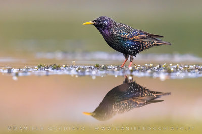 Common Starling (Sturnus vulgaris)