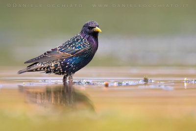 Common Starling (Sturnus vulgaris)