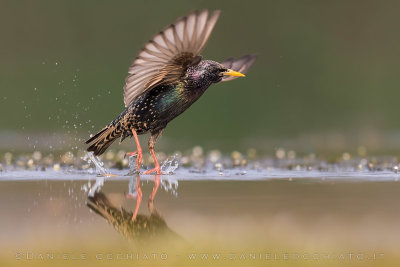 Common Starling (Sturnus vulgaris)