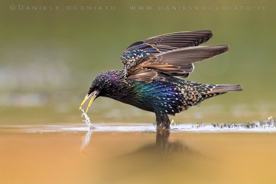 Common Starling (Sturnus vulgaris)