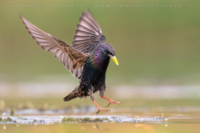 Common Starling (Sturnus vulgaris)