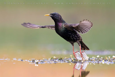 Common Starling (Sturnus vulgaris)