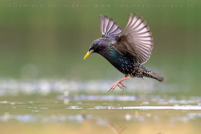 Common Starling (Sturnus vulgaris)