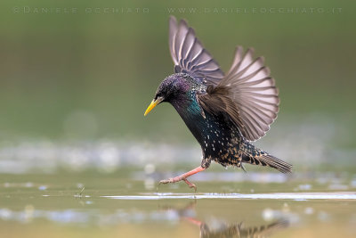 Common Starling (Sturnus vulgaris)