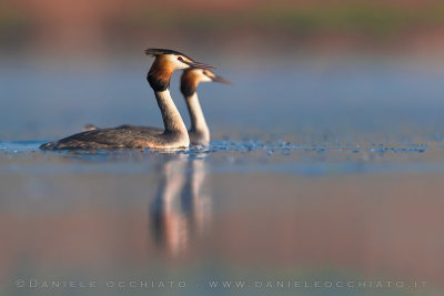 Crested Grebe (Podiceps cristatus)