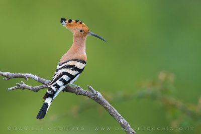 Eurasian Hoopoe (Upupa epops)