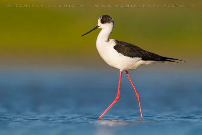 Black-winged Stilt (Himantopus himantopus)