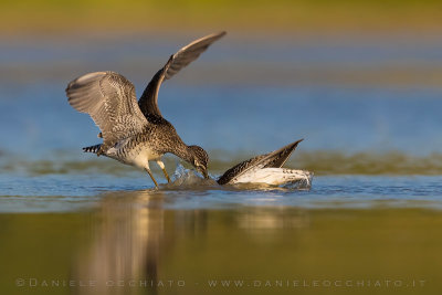 Wood Sandpiper (Tringa glareola)