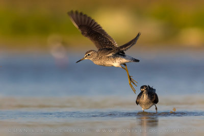 Wood Sandpiper (Tringa glareola)