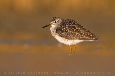 Wood Sandpiper (Tringa glareola)