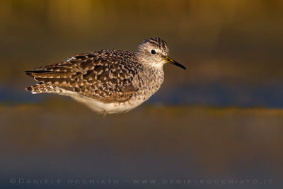 Wood Sandpiper (Tringa glareola)