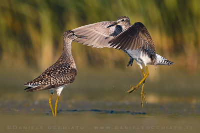 Wood Sandpiper (Tringa glareola)