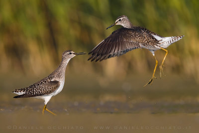 Wood Sandpiper (Tringa glareola)