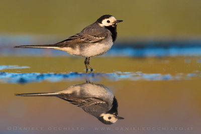 White Wagtail (Motacilla alba)