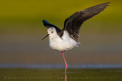 Black-winged Stilt (Himantopus himantopus)