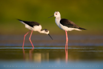 Black-winged Stilt (Himantopus himantopus)