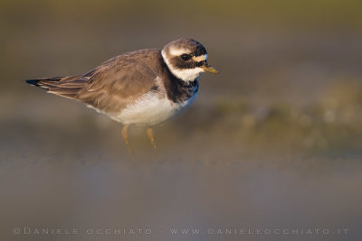 Common Ringed Plover (Charadrius hiaticula psammodromus)