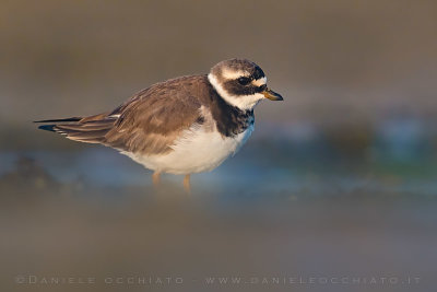 Common Ringed Plover (Charadrius hiaticula psammodromus)