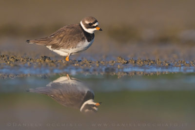 Common Ringed Plover (Charadrius hiaticula psammodromus)