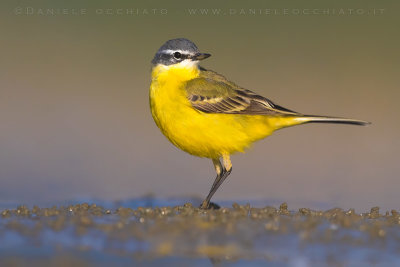 Blue-headed Wagtail (Mortacilla flava flava)