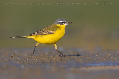 Blue-headed Wagtail (Mortacilla flava flava)