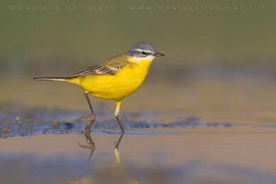 Blue-headed Wagtail (Mortacilla flava flava)