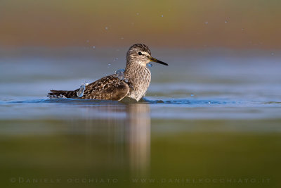 Wood Sandpiper (Tringa glareola)