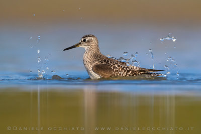 Wood Sandpiper (Tringa glareola)