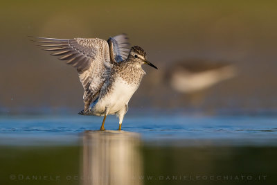 Wood Sandpiper (Tringa glareola)