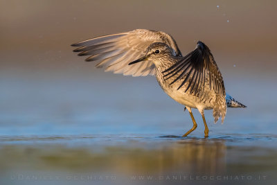 Wood Sandpiper (Tringa glareola)