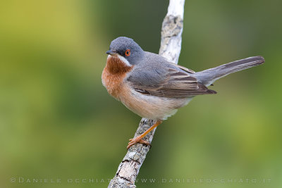 Eastern Subalpine Warbler (Sylvia cantillans cantillans)