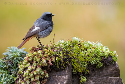 Black Redstart (Phoenicurus ochruros gibraltariensis)