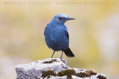 Blue Rock Thrush (Monticola solitarius)