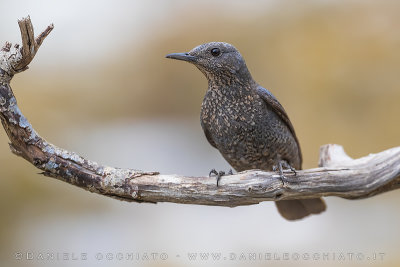 Blue Rock Thrush (Monticola solitarius)