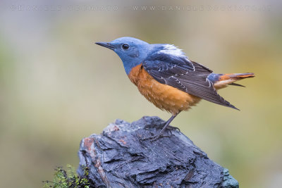Rock Thrush (Monticola saxatilis)