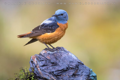 Rock Thrush (Monticola saxatilis)