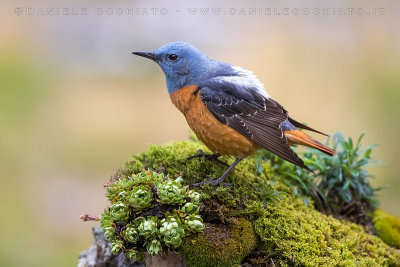 Rock Thrush (Monticola saxatilis)