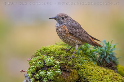 Rock Thrush (Monticola saxatilis)