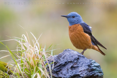 Rock Thrush (Monticola saxatilis)