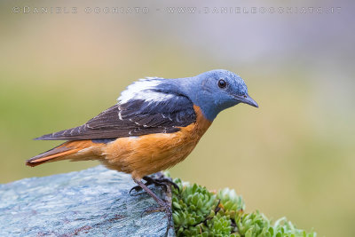 Rock Thrush (Monticola saxatilis)