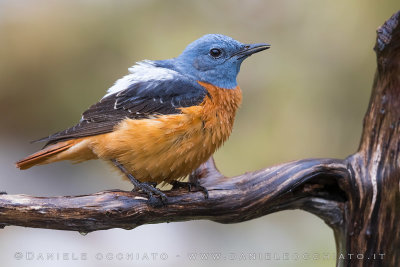 Rock Thrush (Monticola saxatilis)