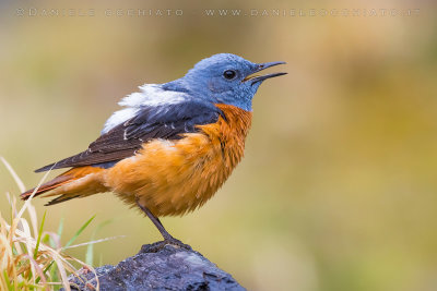 Rock Thrush (Monticola saxatilis)