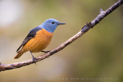 Rock Thrush (Monticola saxatilis)