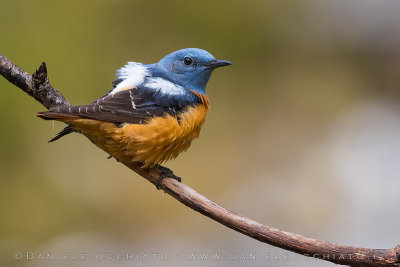 Rock Thrush (Monticola saxatilis)