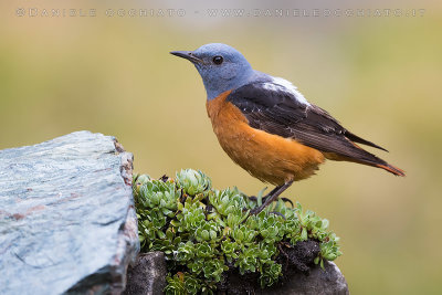 Rock Thrush (Monticola saxatilis)