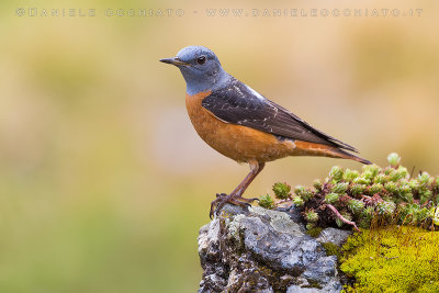 Rock Thrush (Monticola saxatilis)